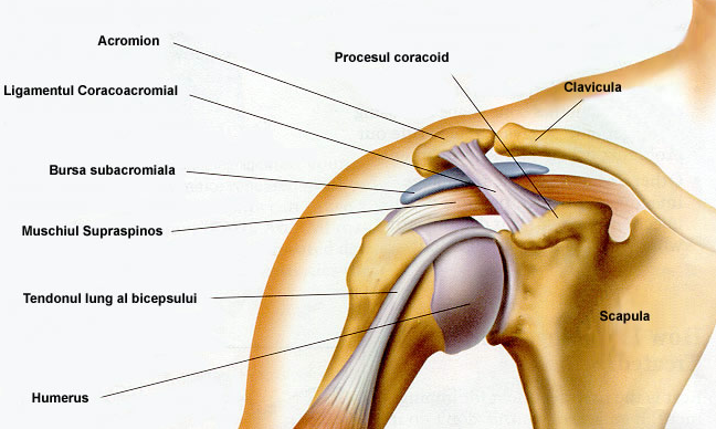 durere în articulația umărului stâng durere interscapulară la nivelul coloanei vertebrale